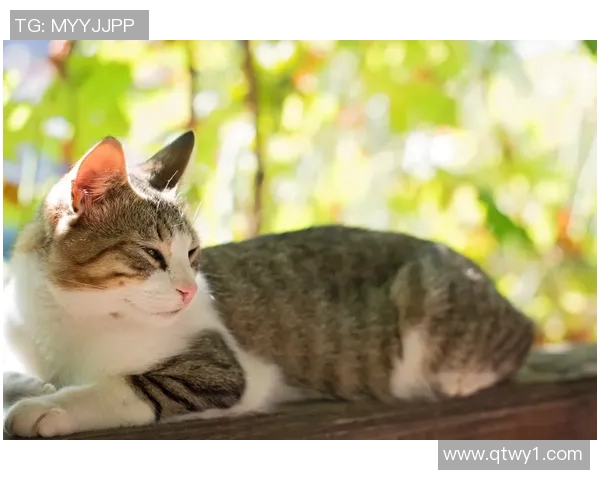 野猫贴脸的温暖瞬间与人类情感的奇妙交融探讨 野猫贴脸的温暖瞬间与人类情感的奇妙交融探讨